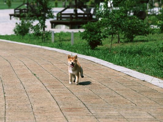 Images of Shiba Inu Desktop, Running on Clean Steps, Jumping High, Lively and Active Scene
