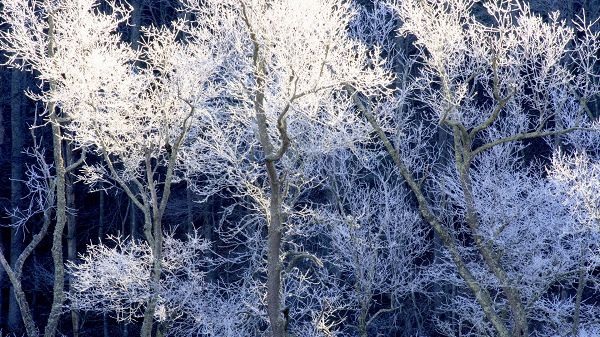 click to free download the wallpaper--Images of Snowy Scene - Braches of the Tree All Covered with Snow, They Are Good-Looking and Tough