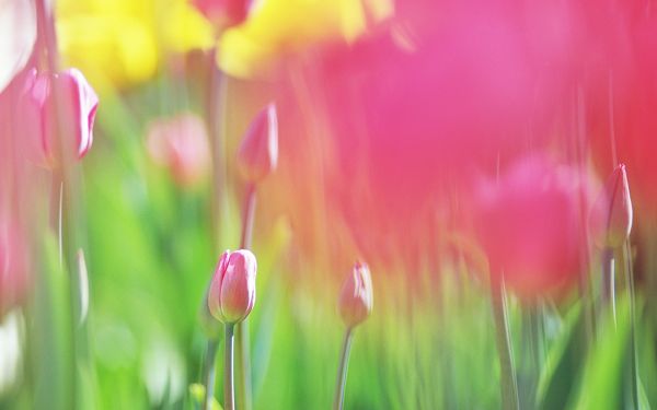 click to free download the wallpaper--Images of Sweet Flower, Pink Flowers in Bud, Something Good is Yet to Come