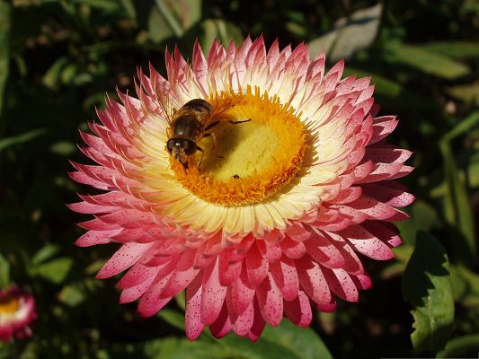 click to free download the wallpaper--Insect and Flower, Beautiful Flower in Bloom, Pink Petals