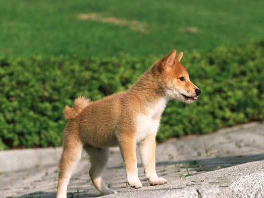 click to free download the wallpaper--Japanese Shiba Inu Image, Standing Tall Among Green Plants, Great to be Outdoor