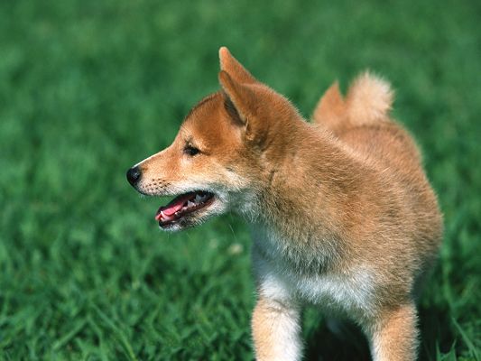 click to free download the wallpaper--Japanese Shiba Inu Picture, Puppy Among Green Grass, Good to be Outdoor