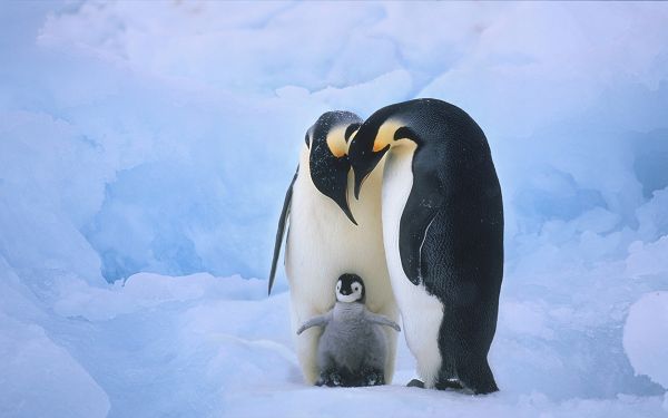 click to free download the wallpaper---Kid Penguin Taken Good Care of and Under Protection, This Shows Familyhood and Closeness - Cute Penguin Family Wallpaper
