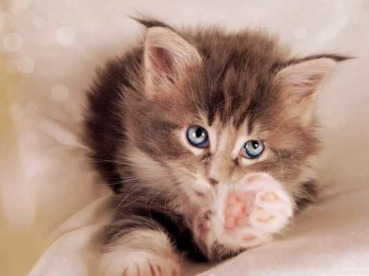 click to free download the wallpaper--Kitty Cat Photography, Kitty's Paw Stretched, Innocent Look