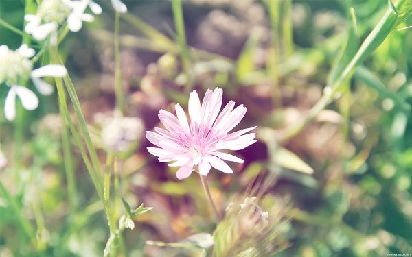 click to free download the wallpaper---Knowing What is More Important, a Pink Flower in Central Part, Mere Scenes are Around - HD Natural Scenery Wallpaper