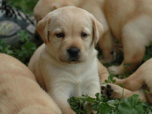 click to free download the wallpaper--Labrador Retriever Puppies