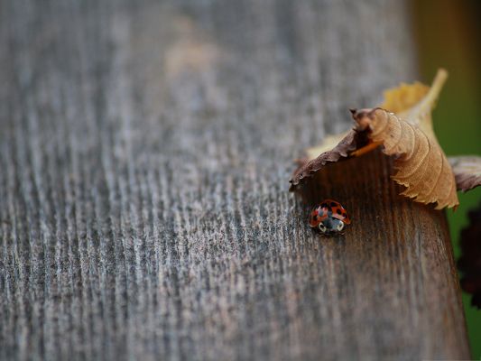 click to free download the wallpaper--Lady Bug in Tree, a Great Hider, Under a Brown Leaf