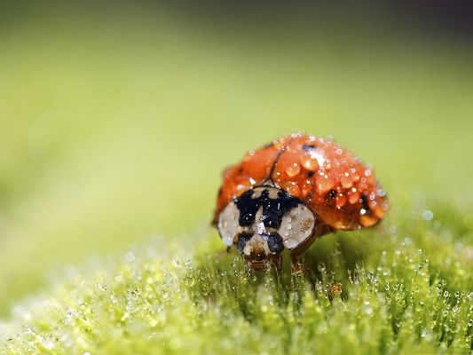 click to free download the wallpaper--Ladybug in Nature, Tiny Rain Drops All Over Its Body, Great Morning Scene