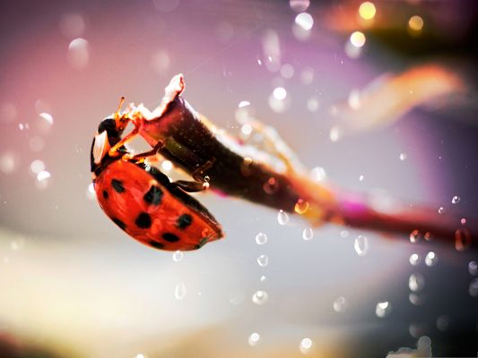 click to free download the wallpaper--Ladybug in the Rain, Little Insect in the Shinning Rain, Amazing Look