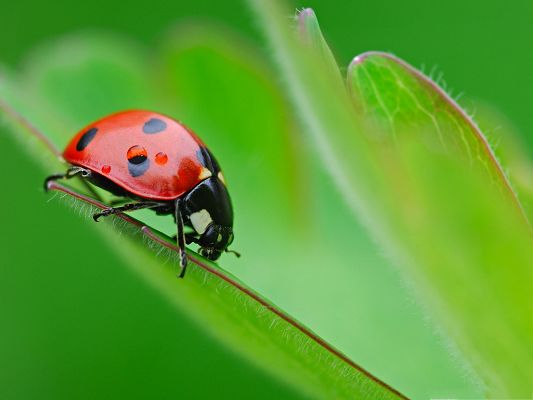 click to free download the wallpaper--Ladybug on Leaf, Tiny Insect on Green Plant, Great in Look