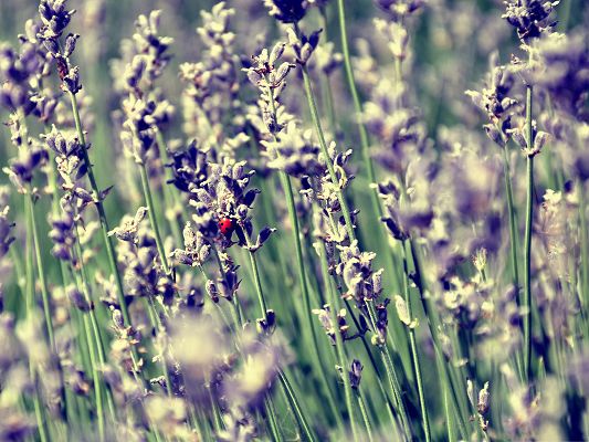 click to free download the wallpaper--Lavender and Ladybug, Tiny Insect Among Purple Flowers, Great in Look