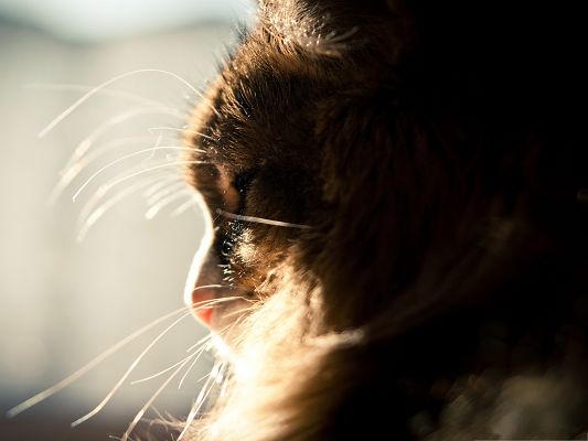 click to free download the wallpaper--Lazy Cat Photos, Sunshine Pouring on the Cute Kitten, in Its Own World