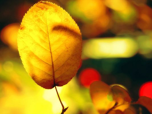 click to free download the wallpaper--Leaves Photography, Golden Leaves Under Sunshine, Incredible Scene