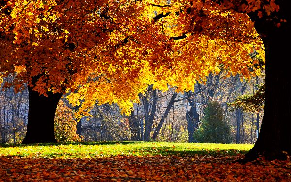 click to free download the wallpaper---Leaves of Tree Turning Yellow and Some Falling, Combined with Green Grass, It is an Amazing Scene - HD Natural Scenery Wallpaper