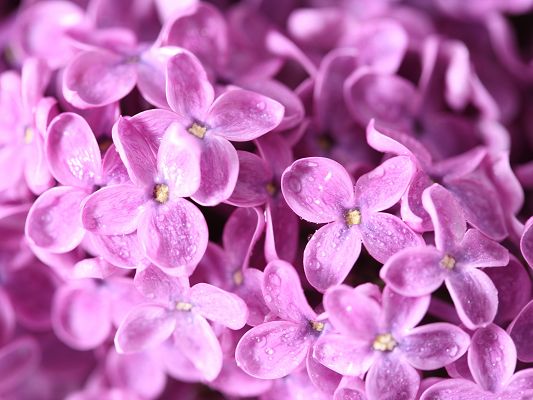 click to free download the wallpaper--Lilac Flowers Image, Pink Lilac Flowers, Rain Drops on Them, Great Morning Scene