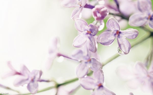 click to free download the wallpaper--Lilac Flowers Photography, Purple Flowers in Bloom, Rain Drops Still on