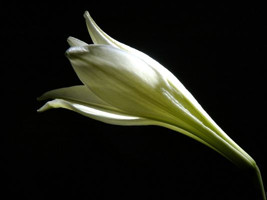 click to free download the wallpaper--Lily Flower Wallpaper, Lily's Head Proudly Up, a Graceful Lady