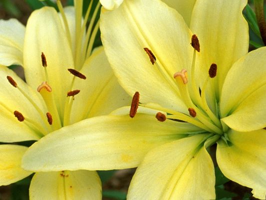click to free download the wallpaper--Lily Flowers Picture, Yellow Petals and Leaves, Full Bloom