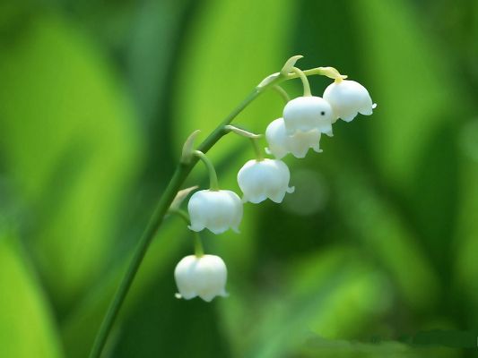 click to free download the wallpaper--Lily of the Valey, White Lilies on Green Background, Attractive and Impressive