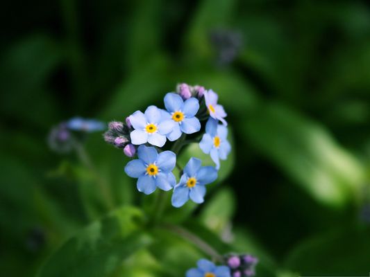 click to free download the wallpaper--Little Flowers Image, Blue Flowers Forming Heart Shape, Green Leaves Around