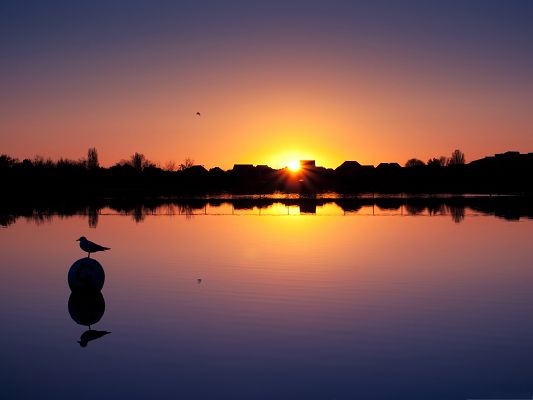 click to free download the wallpaper--Lonely Bird Picture, Lonely Bird at Sunset, Incredible Scene Combined