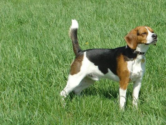 click to free download the wallpaper--Lovely Animal Pictures, Cute Beagle's Mouth Stretched, Standing Among Green Grass