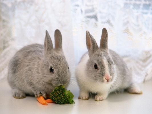 click to free download the wallpaper--Lovely Animals Post, Cute Bunnies in Eating, Shall Stay by Your Side