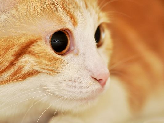click to free download the wallpaper--Lovely Cat Image, Cute Kitten's Face Portrait, Golden Background