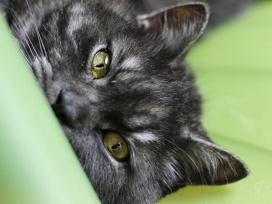 click to free download the wallpaper--Lovely Cats Image, Gray Kitten in Watering Eyes, Green Sofa Around