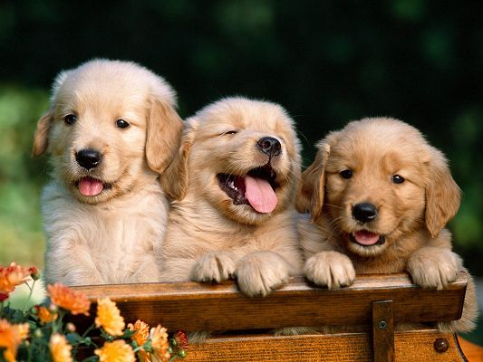 click to free download the wallpaper--Lovely Labrador Puppies
