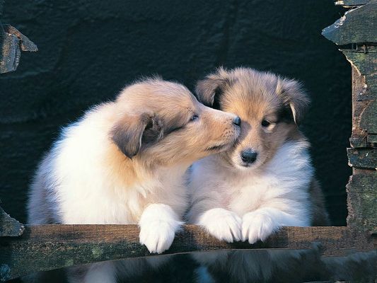 click to free download the wallpaper--Lovely Puppies Image, One Puppy Kissing the Other, Deep Affection