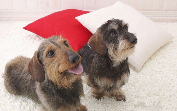 click to free download the wallpaper--Lovely Puppy Image, Two Close Puppies, Red and White Cushions