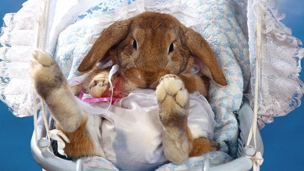 click to free download the wallpaper--Lucky Enough to Have a Sweet and Kind Mommy, Am I Looking Great? - HD Cute Rabbit Wallpaper