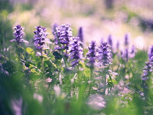 click to free download the wallpaper--Lupin Flowers Picture, Purple Lupin Flowers Under Digital Camera, Impressive Scenery