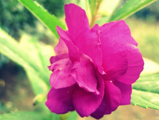 Magenta Flower Images, Purple Flower in Bloom, Lowering Down