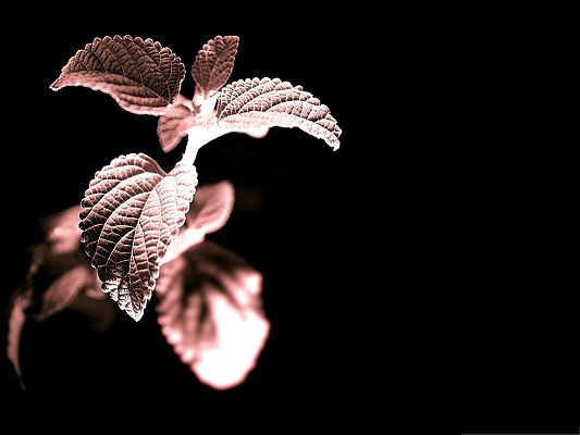 click to free download the wallpaper--Mint Plant Photography, Leaves Fully Stretched, Great Smell