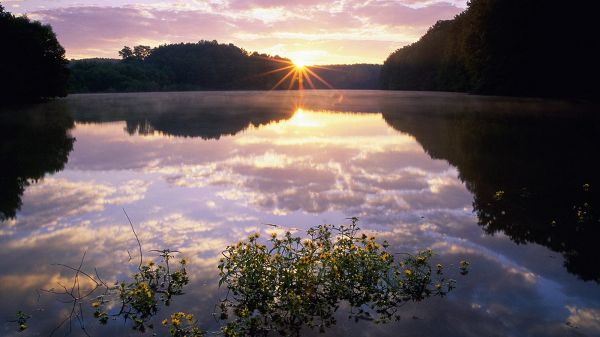 click to free download the wallpaper--Mirror-Like River, Reflecting Pretty Everything, Flowers Are on Its Surface, the Rising Sun, What a Scene! - HD Natural Scenery Wallpaper