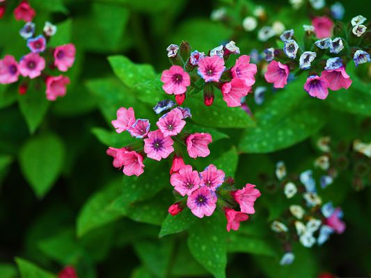 click to free download the wallpaper--Mother's Day Flowers, Little Pink and Blue Flowers, Green Leaves, Great in Look