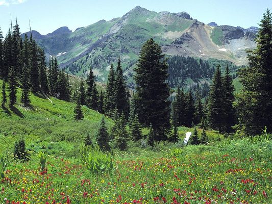 Mountain Meadow Flowers, Beautiful and Colorful Flowers, Good-Looking on Mountain Side