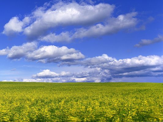 click to free download the wallpaper--Mustard Flower Field, Yellow Flowers Under the Blue and Cloudless Sky