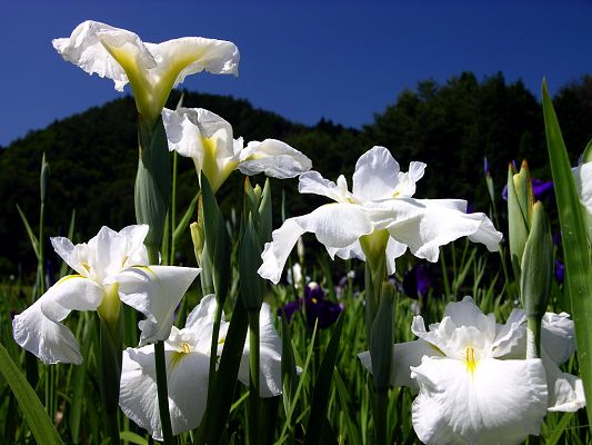 click to free download the wallpaper--Natural Flower Landscape, White Immaculate Bloom, the Blue Sky, Amazing Scene