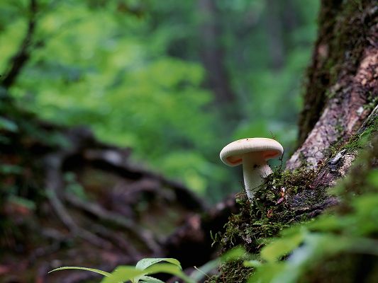 click to free download the wallpaper--Natural Landscape Image, Single Mushroom on a Tree, Green Scene, Like a Little Umbrella