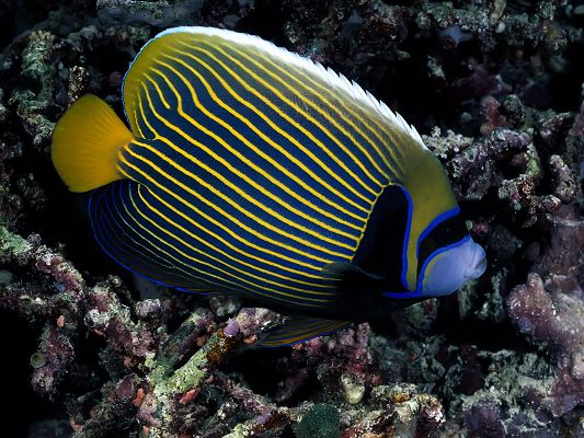 click to free download the wallpaper--Natural Landscape Pic, a Stripe Fish Among Sea Plants, Chubby and Cute