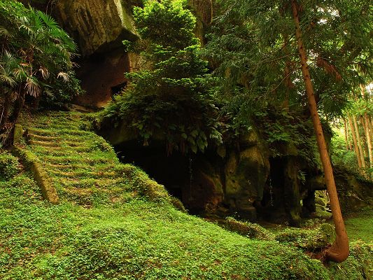 click to free download the wallpaper--Natural Scenery Images, Green Scene, Stairs Covered with Grass