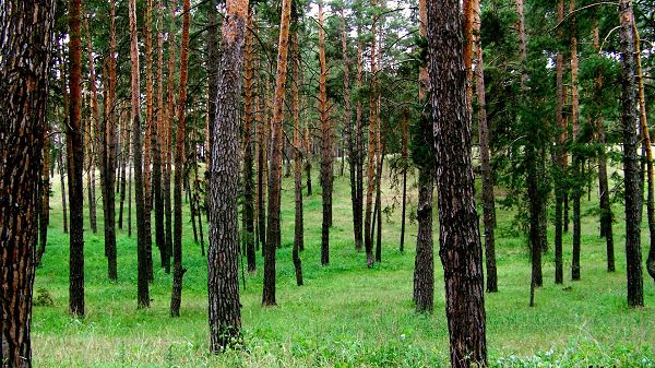 click to free download the wallpaper--Natural Scenery Wallpaper - Green Grass Among the Tall Trees, Existing in a Clear Way