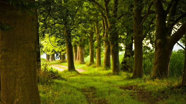 click to free download the wallpaper--Natural Scenery images - A Full Eye of Green Grass and Trees, Short as They Are, the Trees Are Strong 