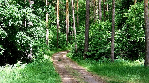 click to free download the wallpaper--Natural Scenery images - A Narrow and Earthy Road in the Middle of the Forest, Amazing Walking Experience