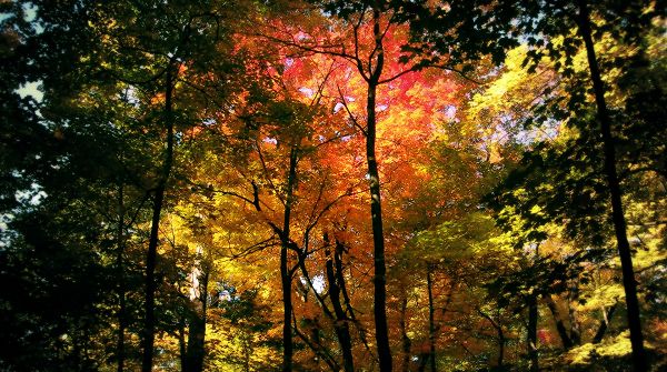 click to free download the wallpaper--Natural Scenery photo - Yellow, Brown and Red Trees and Leaves, You Are Safe Under Their Protection