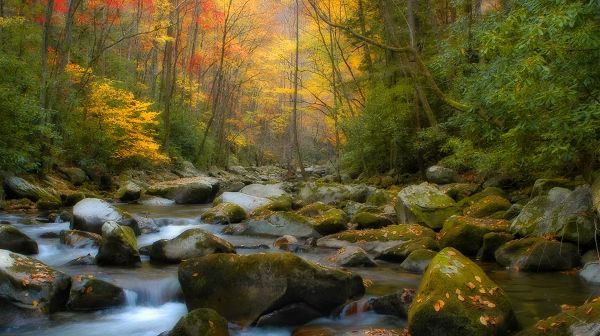 click to free download the wallpaper--Natural Scenery photos - The Clean Stones, Natural Plants with Yellow Leaves, What a Scene!