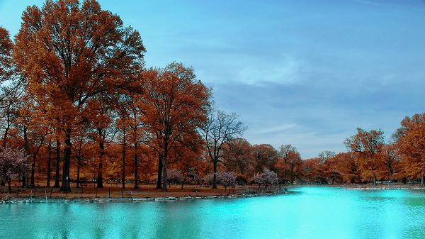 click to free download the wallpaper--Natural Scenery pictures - The Sea in Light Blue, Seems As if Shinning, Maple Trees Alongside